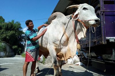 Wow! Ini Mbah Semar, Sapi Kurban Raksasa Berbobot Hampir 1 Ton Berharap Dibeli Jokowi
