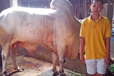 Sapi Kurban Jokowi Ternyata Dibeli dari Anak Yatim di Lereng Merapi