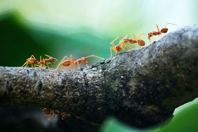 Sering Enggak Tercium, Seperti Apa Sih Bau Semut?