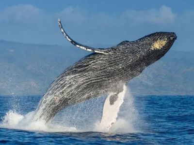 Tahukah Kamu, Jika Nenek Moyang Ikan Paus Ternyata Hewan Darat Berkaki Empat?