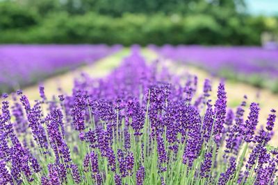 Cobain Kue dan Kopi Lavender Langsung di Kebunnya, Kebayang Harumnya?