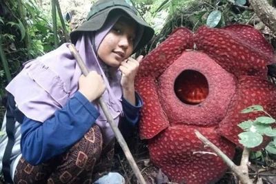 Indahnya Hamparan Bunga Raflesia di Ranah Minang, Langka Tapi Harus Dilestarikan
