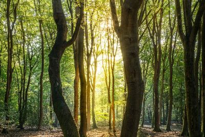 Kapan Hutan Pertama Muncul di Bumi? Ini Kata Ahli