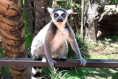 Bukan di Madagaskar, Kerajaan Lemur ini Ada di Kota Batu, Jawa Timur!