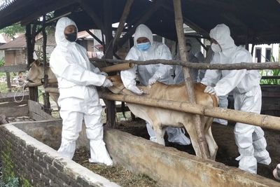 Wabah PMK Jadi Momok Jelang Kurban, Hewan Ternak di Deliserdang Langsung Divaksinasi