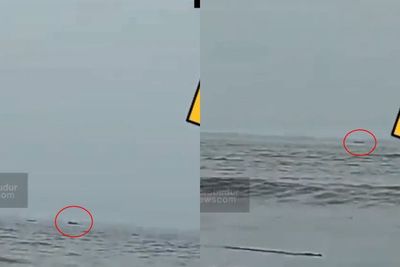 Geger! Buaya Terekam Kamera Berenang di Sekitar Pantai Anyer, Pengunjung Panik