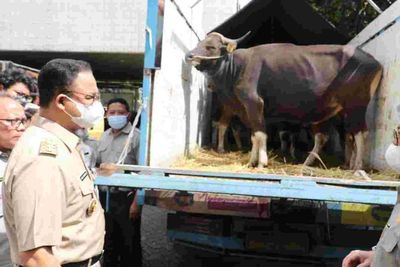 Di Tengah Wabah PMK, Anies Datangkan 47 Ribu Ekor Hewan Ternak