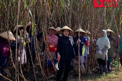 Puan Maharani Ikut Panen Tebu di Cirebon, Janji Cari Solusi Keluhan Petani