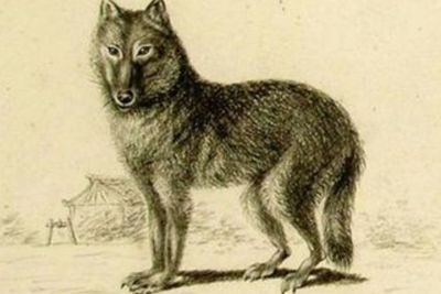 Ternyata, Nenek Moyang Anjing Merupakan Serigala Abu-Abu Purba yang Hidup di Zaman Es
