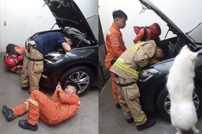 Momen Damkar Selamatkan Kucing yang Terjebak di Kap Mobil Dibantu Anjing Menggemaskan