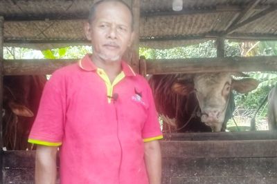 Kisah Pensiunan Guru yang Terharu Sapinya Dibeli Presiden Jokowi untuk Kurban