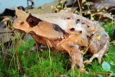 5 Jenis Kodok dan Katak ini Miliki Bentuk yang Unik, Jarang Diketahui Banyak Orang