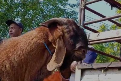 Ribuan Sapi Terinfeksi PMK, Harga Kambing di Kota Ini Melonjak Tajam!