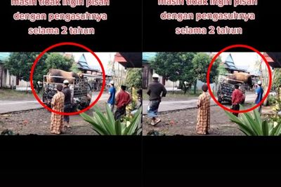 Momen Sapi Kurban yang Tak Ingin Pisah dengan Pengasuhnya, Hendak Lompat dari Pengangkut