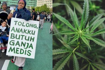 Guru Besar UGM Tak Setuju Ganja Dilegalisasi Meski untuk Tujuan Medis: Susah Ngaturnya