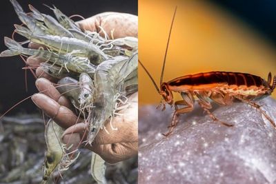 Meskipun Beda Alam dan Manfaat, Kecoa dan Udang Ternyata Miliki Hubungan Keluarga Loh!