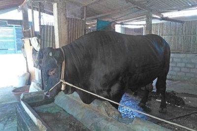 Si Black , Sapi Langka Pilihan Jokowi untuk Kurban di Yogyakarta! Bobotnya 1 Ton Lebih