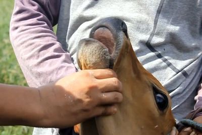 Agar Tak Salah Beli, Ini Tips Memilih Hewan Kurban yang Aman