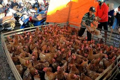 Warga Kota Ini Berburu Ayam Jago Jelang Idul Adha, Alasannya Bikin Terenyuh