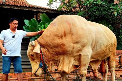 Dikasih Makanan Spesial, Irfan Hakim Santap Makanan Sapi sebelum Diberi ke Wisanggeni