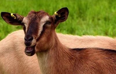 4 Mitos tentang Daging Kurban di Idul Adha, Katanya Tak Perlu Dicuci untuk Dimasak