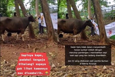 Aksi Sapi Kurban yang Mau Disembelih Sampai Kepo Ngintip dari Kolong