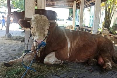 Disembelih Besok, Ini Penampakan Sapi Kurban Jokowi di Solo! Berapa Bobotnya?