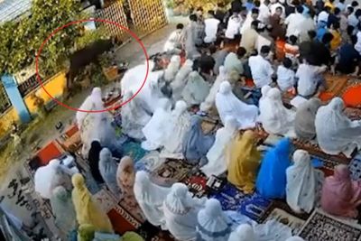Detik-detik Hewan Kurban Lepas Bikin Jemaah Sholat Idul Adha Berhamburan di Padang
