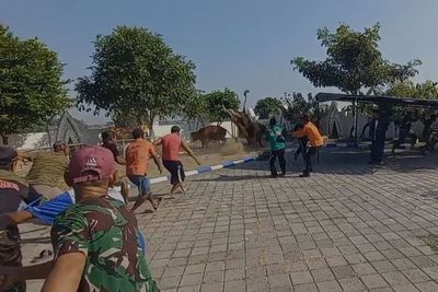 Bikin Panik, Sapi Kurban Orang Dekat Jokowi Ngamuk saat akan Disembelih!