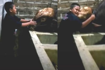 Sedih, Bocah Ini Menangis Memeluk Sapinya, Tak Rela Berpisah dengan Hewan Kesayangan