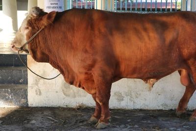 Jokowi Serahkan Dua Ekor Sapi Kurban di Solo, Berapa Beratnya?