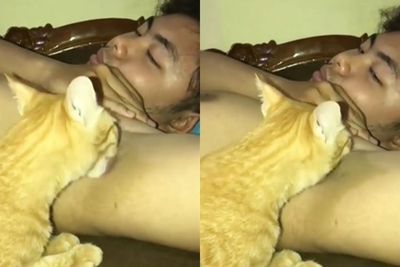 Wkwk! Lagi Asyik Ketiaknya Dijilati Kucing, Pria Ini Menjerit saat Ujung-ujungnya Digigit