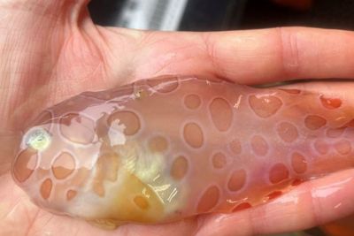 Penampakan Ikan Tembus Pandang di Alaska, Bentuknya Mirip Agar-Agar!