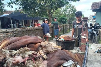 Berkah Idul Adha, Pengepul Kulit Hewan Kurban di Boyolali Cuan Puluhan Juta