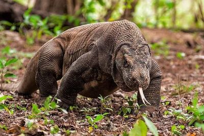 Sah! Tarif Masuk TN Komodo Jadi Rp 3,75 Juta, Menparekraf: Sudah Termasuk Suvenir