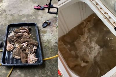 Viral Pria Bersihkan Babat Hewan Kurban Pakai Mesin Cuci, Hasilnya Bersih Sempurna