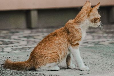 Dear Pecinta Anabul, Intip Tips Memberi Makan Kucing Liar Biar Nggak Nyampah