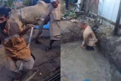 Momen Sapi Takut Dikurban, Berontak Brutal Sampai Buat Panitia Jatuh ke Kubangan