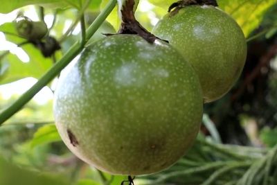 Buah Ini Ampuh Bikin Awet Muda, Jadi Ladang Cuan Buat Warga Enrekang! Omzetnya Berapa?