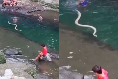 Hii! Ular Melintas di Tengah Sungai, Publik Heran dengan Reaksi Wisatawan yang Berenang