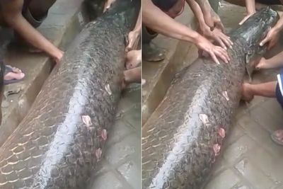 Heboh Warga Garut Temukan Ikan Raksasa Sebesar Buaya usai Banjir