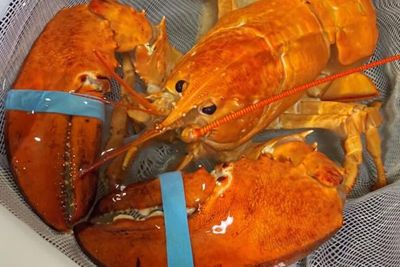 Lobster Super Langka Nyaris Jadi Santapan di Resto, Ternyata Cuma Ada Satu dari 30 Juta