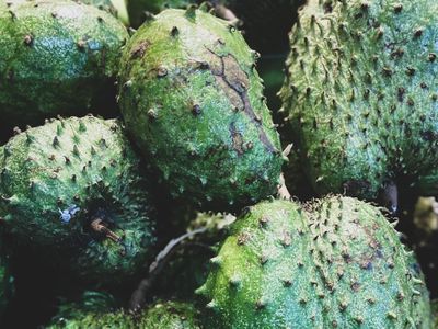 Sirsak Terbukti Bantu Bunuh Kanker, Diklaim Lebih Efektif daripada Kemo