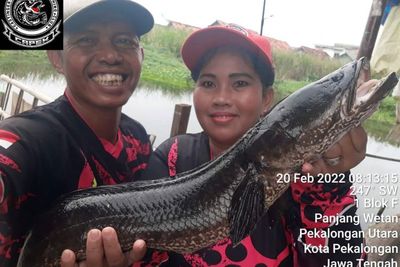 Viral Kisah Pasutri Hobi Beri Ikan Gabus Gratis untuk Orang Sakit, Kini Malah Jatuh Sakit