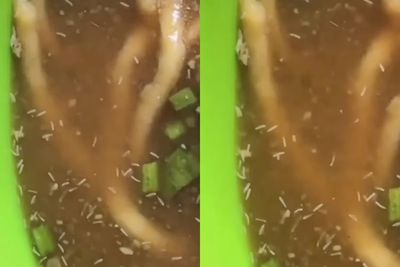 Viral Kuah Bakso Penuh dengan Telur Lalat, Netizen: Jeruk Nipis Itu