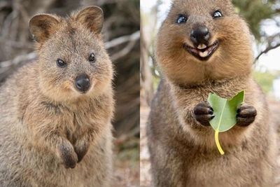 Kenalin Nih Quokka, Hewan yang Paling Bahagia di Dunia karena Senantiasa Tersenyum
