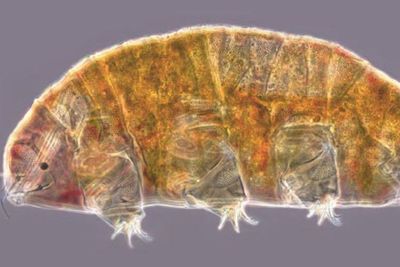 Wow! Ilmuwan Temukan Spesies Hewan Abadi Tardigrade di Kyrgyzstan, Mirip Beruang Air