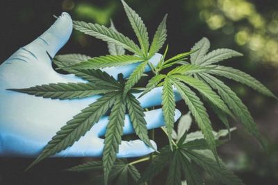 Tok! MK Tolak Legalisasi Ganja untuk Medis, Ini Penyebabnya