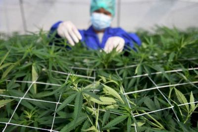 MK Tolak Legalisasi Ganja untuk Medis, DPR Siapkan Langkah Ini
