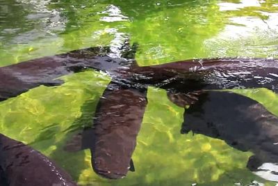 Ngeri! Ikan Monster Menyeramkan Malah Jadi Wisata, Pengunjungnya Bisa Mancing
